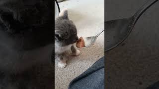 baby kitten weaning kittens fostering [upl. by Naman]