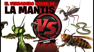 EL PODER DE LA MANTIS  4 VÍDEOS QUE NOS LO ACLARAN UN POCO [upl. by Aidiruy]