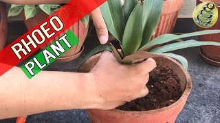 BOAT LILY  RHOEO PLANT Care  OYSTER PLANT or Tradescantia spathacea Care  Beautiful House plant [upl. by Lleroj76]