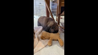 Leopold the Lop Eared Bunny eating pellets [upl. by Isdnyl887]