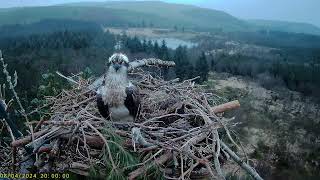 Llyn Clywedog 1 Osprey Nest☀️080424 [upl. by Leduar64]