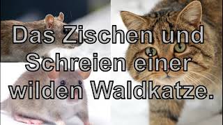 Die Schreie einer wilden Waldkatze werden Mäuse und Ratten im Haus vertreiben [upl. by Dopp727]