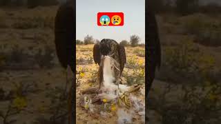 Falcon attacks Bald Eagle falcon balde agles birdsot youtube wildlife birdlovers birdsofprey [upl. by Eirret]