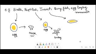 Types of Egg and Types of Cleavage Hindi  Developmental Biology [upl. by Donni]