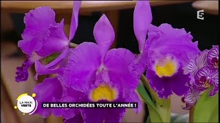 De belles orchidées toute l’année [upl. by Demmy]