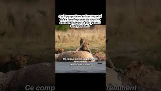 animal animals الصيد lion الحسون animaux wildlife ببغاء film الحمام [upl. by Tiphani63]