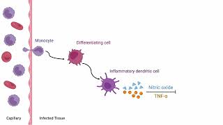 Monocyte Differentiation in Infected Tissue Biology Animation [upl. by Torto156]