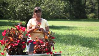 How to Propagate ThickStem Begonias  Begonias [upl. by Kessiah210]