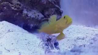 Pistol shrimp kill amphipod for goby at 012 [upl. by Judus]