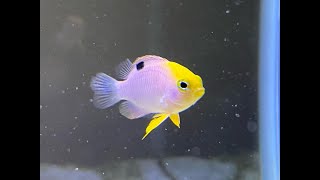 New Damselfish for the 5 Gallon Saltwater Aquarium [upl. by Tomi856]