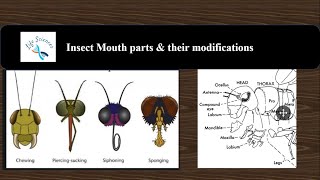 Insect mouthparts  Its modifications  Entomology MOUTH PARTS OF AN INSECT  Insect morphology [upl. by Paolo]