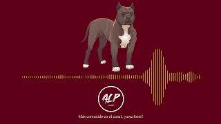 SONIDO PERRO PITBULL LADRANDO  EFECTO DE SONIDO  ALPsounds  BARKING PITBULL DOG [upl. by Hamrah491]