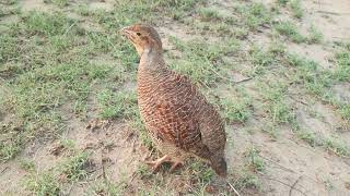 francolin tituur voice partridge titer soundpheasant video [upl. by Lehteb]