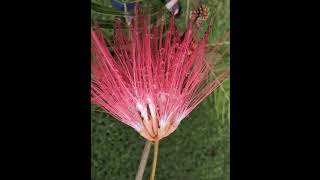 Powder Puff Plant Flower Calliandra Surinamensisshorts From Hawaii Islands [upl. by Proudfoot]