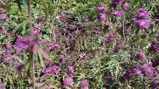 Monarda Citriodora [upl. by Grantham]