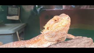 The central bearded dragon Pogona vitticeps also known as the inland bearded dragon [upl. by Hermes]