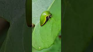 Green treehopper camouflage Playa del Carmen Mexico tropical Caribbean jungle insect life nature [upl. by Ahsyle815]