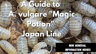 Learn About the Armadillidium vulgare quotMagic Potionquot Isopod [upl. by Bertelli]