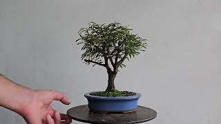 Bonsai Calliandra Branca 4 Anos [upl. by Artus]