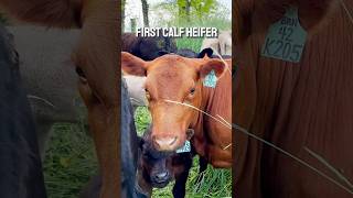 First calf heifers look like professionals on cover crop cow calf grazing soilhealth cows [upl. by Mirelle612]