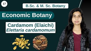 Economic Botany  Cardamom Elaichi  Elettaria cardamomum  B Sc amp M Sc [upl. by Koosis901]