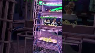 Growing plants without soil ☘️🌿 plants hydroponics asmrvideo viralvideo shorts [upl. by Onitnatsnoc]