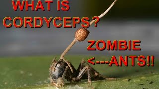 What is Cordyceps [upl. by Nioe547]