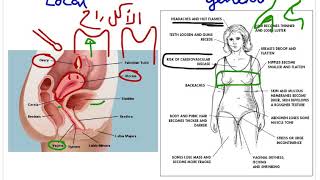 Climactric Phase amp Menopause OBGYN Made Easy [upl. by Wait]