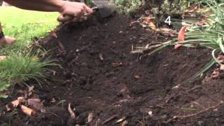 How and When To Plant Daffodil Bulbs [upl. by Ahsin]