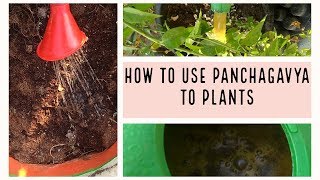 இப்படித்தான் பஞ்சகவ்யா  Panchagavya செடிக்கு தரணும்  How to use Panchagavya to plants [upl. by Zischke]