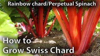 How to Grow Swiss Chard in Abundance [upl. by Esyahc]