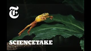 How Frogs Got Their Vertical Leap  ScienceTake [upl. by Merralee]