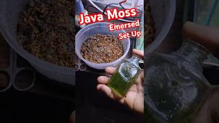 How To Grow Java Moss in Emersed Set Up aquarium gardentips javamoss plantedtank [upl. by Lally]