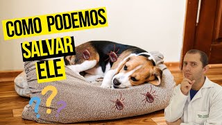 Como curar cachorro com doença do carrapato [upl. by Mercie]