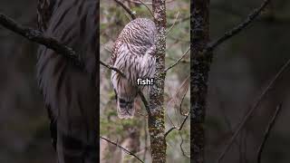 Discover the Barred Owl [upl. by Fleta855]