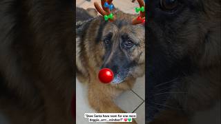 Siggy is in the Holiday Spirits dog puppy pets gsds germanshepherd cute [upl. by Westhead]