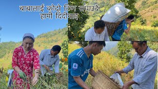 kodo tipne season suru vayo babalai kodo tipna saghaudae hami dd vai thulikanxivlog okhaldhunga [upl. by Ultann209]