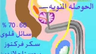 malegenitalsystem الجهاز التناسلى للرجل [upl. by Latton]