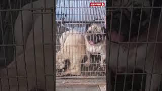 PUG Dog Breed dog pug dogbreed viral bahawalpur [upl. by Alleiram]