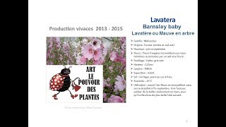 Jardinage Lavatera Barnsley baby lavatère ou Mauve en arbre Plante vivace [upl. by Ellon458]