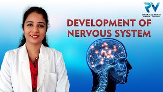 Development of Nervous System by Dr Rajitha Vanga [upl. by Citarella]