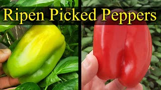 How To Ripen Already Picked Peppers  Garden Quickie Episode 17 [upl. by Derag]