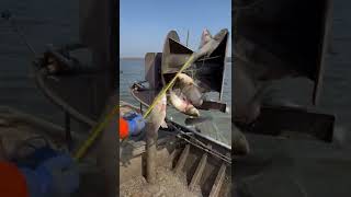 Asian Carp Fishing Videos Silver Carp Invasive Species Catching Fish [upl. by Roth]