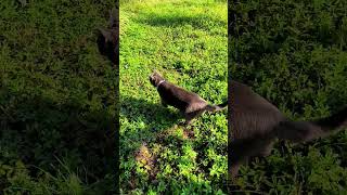 Katze im Garten animals catlover cat catshorts cats catvideos cute [upl. by Esinev]