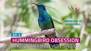 Hummingbirds of Honduras Greenbreasted Mountaingem Mexican Violetear and more  Ep 3 [upl. by Simsar]