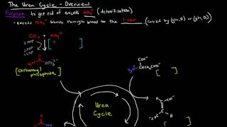 Urea Cycle Part 1 of 5  Overview [upl. by Llevol]