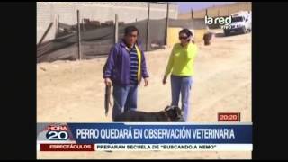 Perro pitbull mató y devoró a hombre [upl. by Jenilee831]