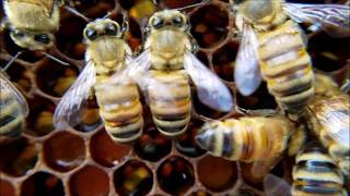 Beginner Beekeepers Must Watch  Still the best practices in 2022  Beginner Beekeeper Episode 9 [upl. by Oam]