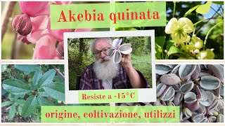 Akebia quinata [upl. by Brookhouse]