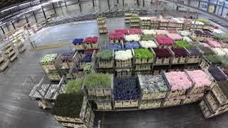 Flora Holland Flower Auction Aalsmeer Tour  4K [upl. by Biddle]